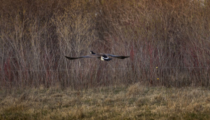 Canadian Geese