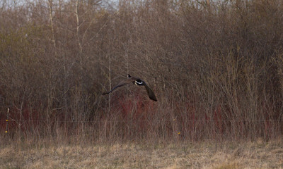 Canadian Geese