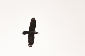 An american crow, Corvus brachyrhynchos, takes flight overhead, Santa Barbara, California