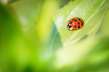 Coccinelle