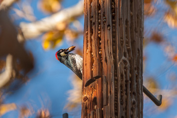 An acorn woodpecker, Melanerpes formicivorus, caches acorns in the cracks of a telephone pole, Montecito, California © bphall