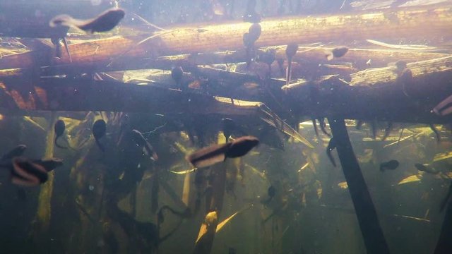Kaulquappen in einem Teich, Unterwasseraufnahme
