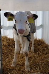 1 Woche altes Kalb steht in einer Box mit Stroh auf einem Bauernhof mit Milchviehhaltung