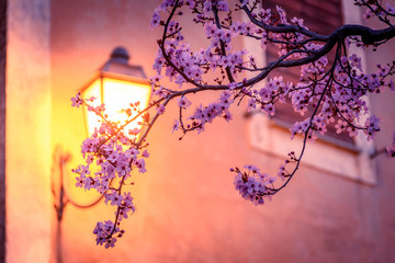 Spring blossom tree at sunset, with lit street lantern on the wall in the background. Artistic vintage romantic background with copy space for text.