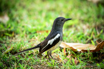 Oriental Magpie Robin Bird (Copsychus Saularis) from Suanluang, Bangkok, Thailand in Birdwatching Activity