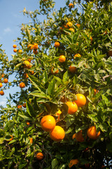Orange tree in the garden. Citrus Fruit