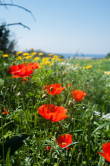 Poppy field. Akamas. Cyprus
