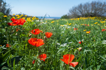 Poppy field. Akamas. Cyprus
