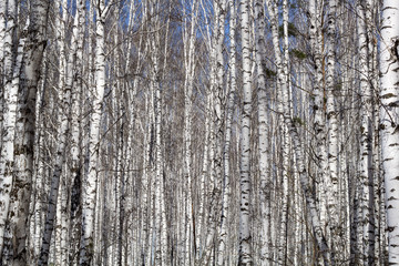 Fototapeta premium dense forest of birch trees for background
