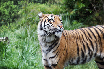 Plakat Sumatra Tiger, profile view