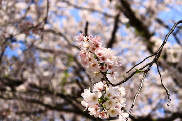 cherry blossom