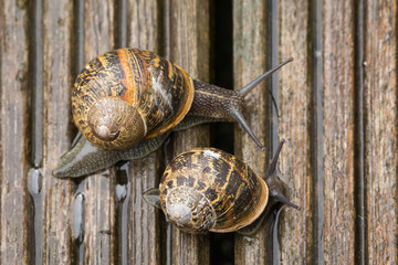 Snails top down