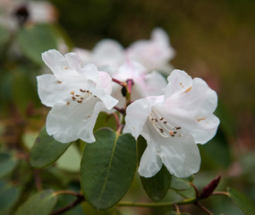Pink and white rhododendron