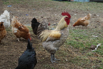 Hühnerhof
