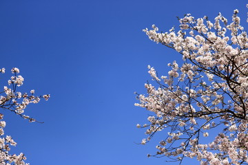cherry blossom