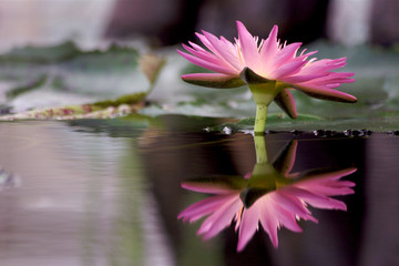 Water lily and reflection
