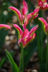 Tulipes roses à fleur de lys au printemps au jardin