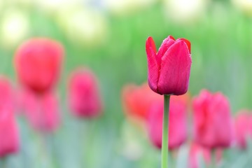 Tulipan wykadrowany na tle rozmytych tulipanów