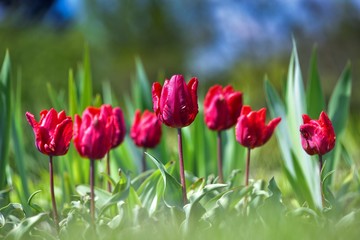 Rząd bordowych tulipanów sfotografowanych w słońcu z poziomu trawy
