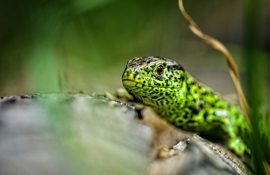 Zbliżenie pyszczka jaszczurki zwinki