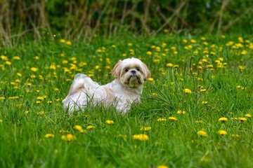 Portret psa rasy Shih tzu wśród trawy i żółtych kwiatów - obrazy, fototapety, plakaty