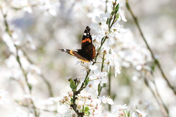 Schmetterling Admiral sitzt auf einem Kirschblütenzweig, Vanessa atalanta 
