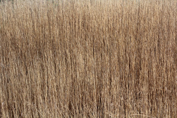 Rod. Sedge. Natural background.