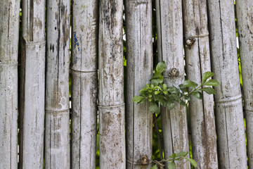 Muro de Bambú