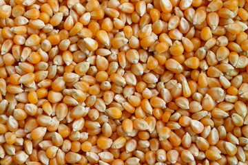 Many Yellow popcorn kernels, background.