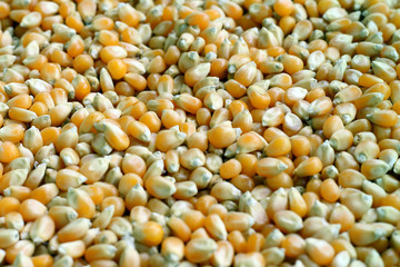 Many Yellow popcorn kernels, background.