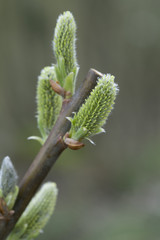 Spring Tree Budding anew with Blurry Background