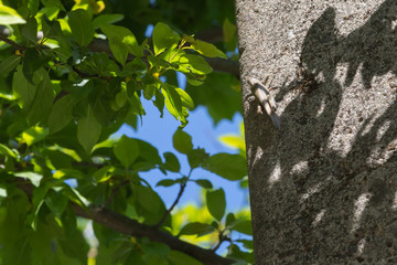 Masking of a gray grasshopper on a concrete column
