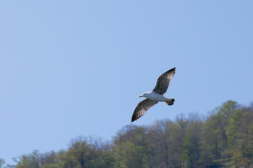 Flight of the albatross against the sky