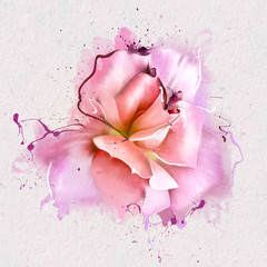 Luxury pink rose, soft colors, closeup on white background with splashes and drips of paint