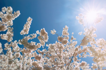 Cherry Blossoms Sun Flare. Cherry blossom flowers in full bloom during spring, with sun flare.