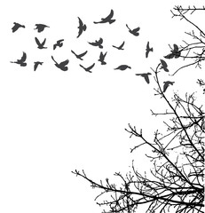  silhouette of flying birds and tree branches, freedom