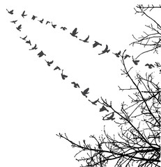  silhouette of flying birds