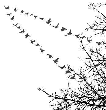  silhouette of flying birds