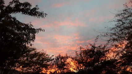 A red sunset with clouds through the branches