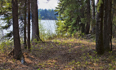 Obraz premium Shoreline in Saskatchewan Canada