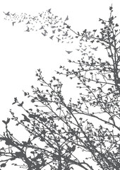 Vector, illustration, silhouette of flying birds and tree branches