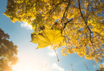 Obraz na płótnie Canvas Goldene Blätter im Herbst