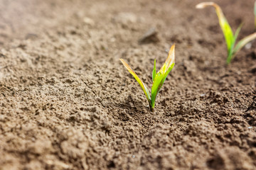 Young corn plant sprout growing. Frost damage to plants © allexxandarx