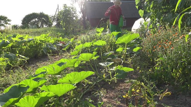 young gardener man spray protection from weed own garden. 4K