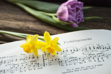 Alte Musiknoten mit lila Tulpe und Narzissen, Narcissus pseudonarcissus, Frühling, Ostern 