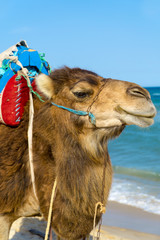 Ein Dromedar zum reiten am Strand von Tunesien