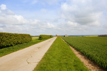 bridleway hedgerow and wheat field