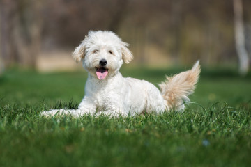 Naklejka na ściany i meble happy mixed breed dog lying down on grass 
