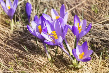 purple crocuses in the nature . Spring flowers 