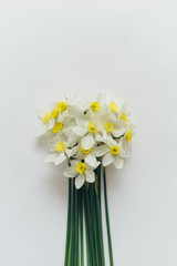 Daffodils lie on a white background